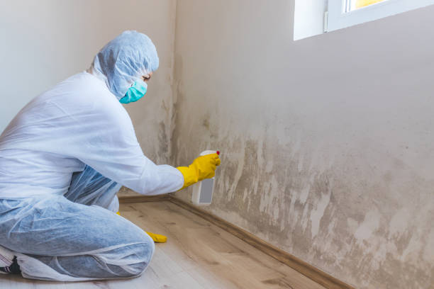 Licensed Mold Testing service in Wendell, NC - WQB Mold Removal