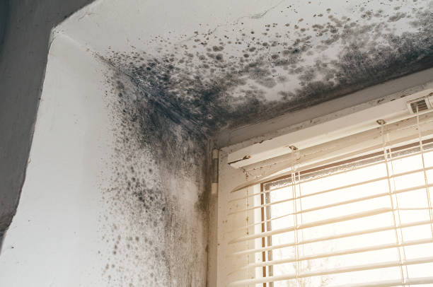 Affordable Mold Testing solutions in Wendell, NC