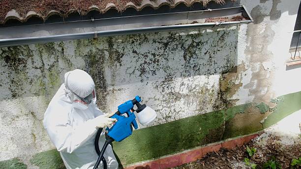 Top rated local Mold Testing specialists in Wendell, NC
